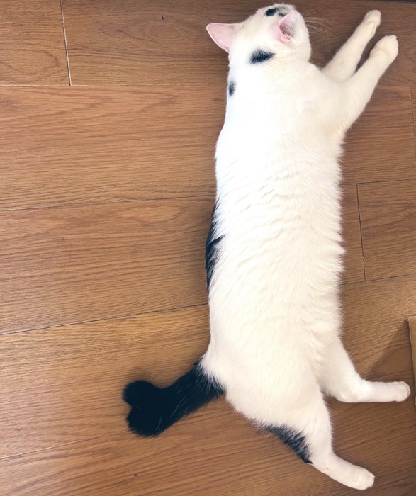 現在のよもぎちゃん