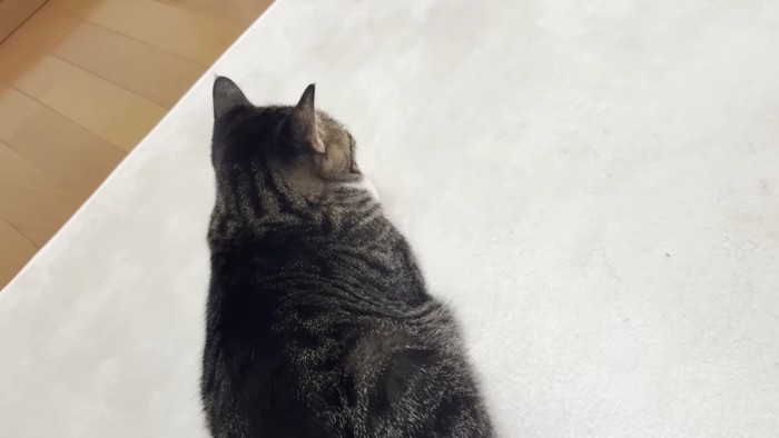 オデコちゃんの後ろ姿