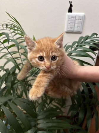 抱えられる子猫