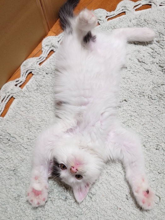 へそ天する子猫