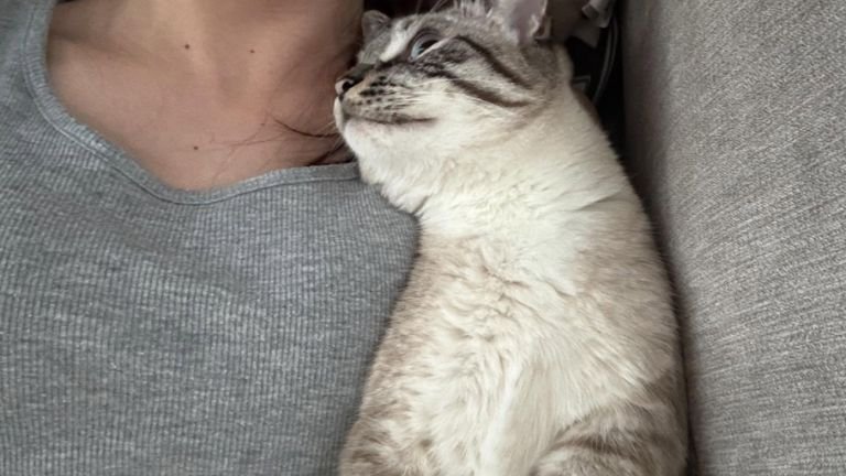 女性に添い寝する猫