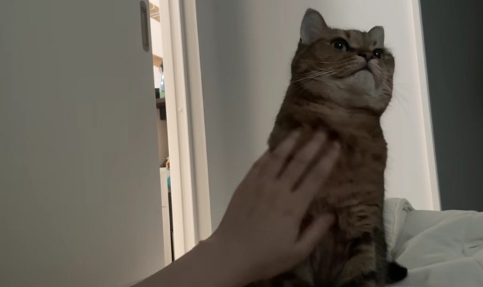 満足そうな顔で胸を張るミヌエット: