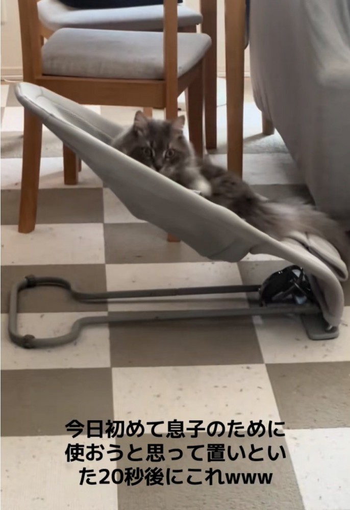 驚く猫