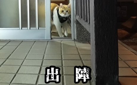 玄関から出る猫