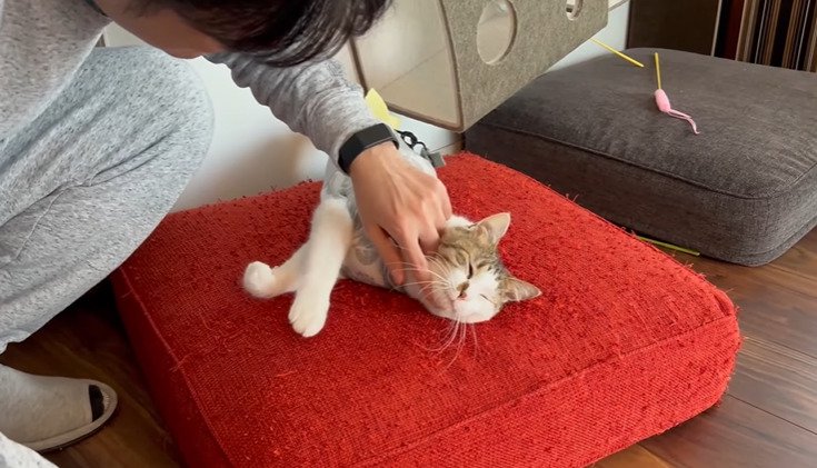 あごを撫でられる猫