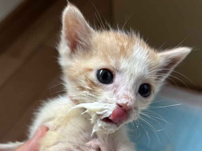 舌をぺろりと出した子猫の顔のアップ