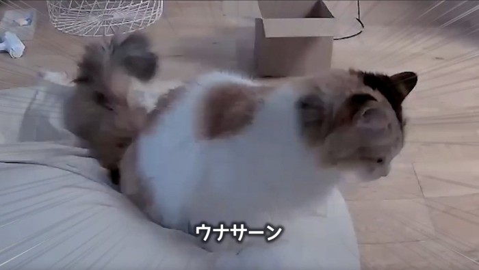 ソファの上でおしっこしてしまう猫