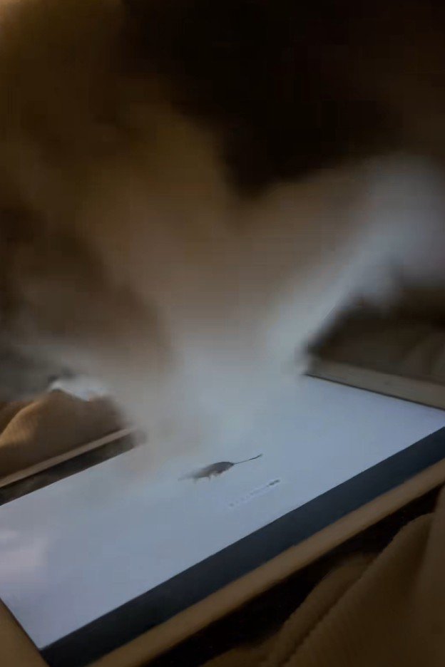 タブレットの画面に体重をかける猫