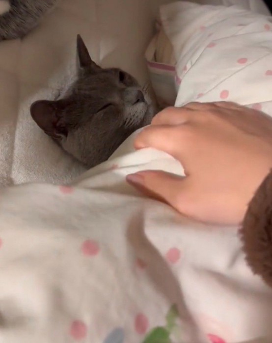 猫にかかっている布団に手をかける飼い主
