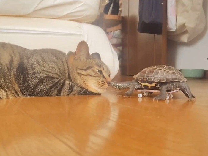 顔を近づける猫と亀
