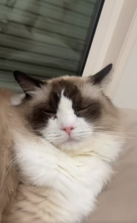 枕に頭を乗せている猫のアップ