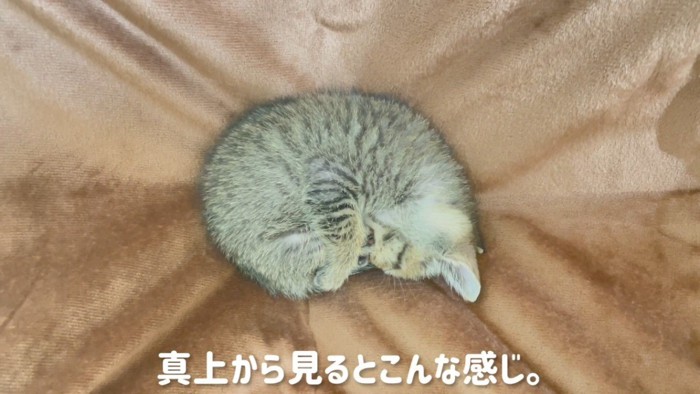 まん丸で寝る子猫