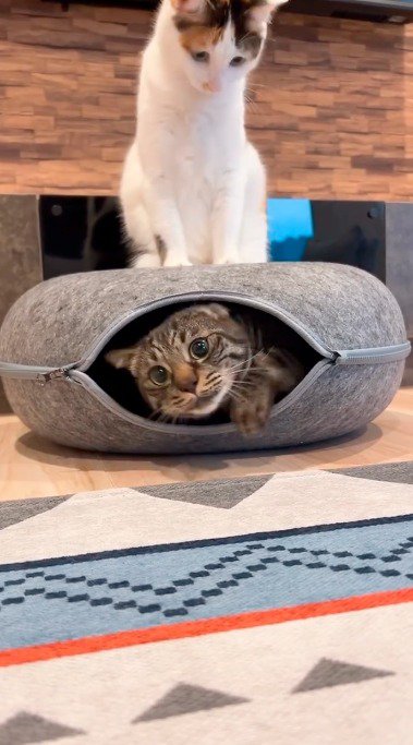 キャットハウスから出ようとするキジトラ猫