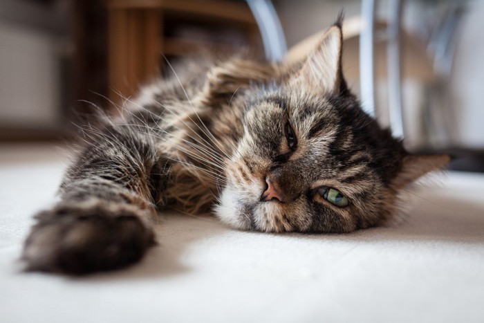 床で眠そうにする猫