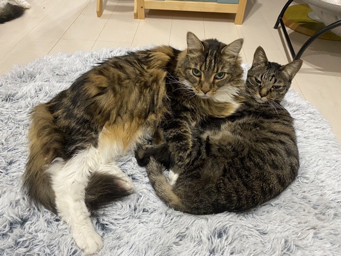 同居猫と横になるメインクーン