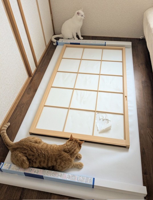障子の枠と猫たち