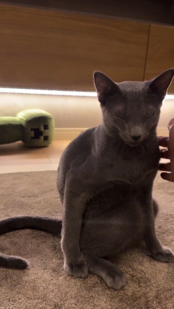 頭が前に傾く猫