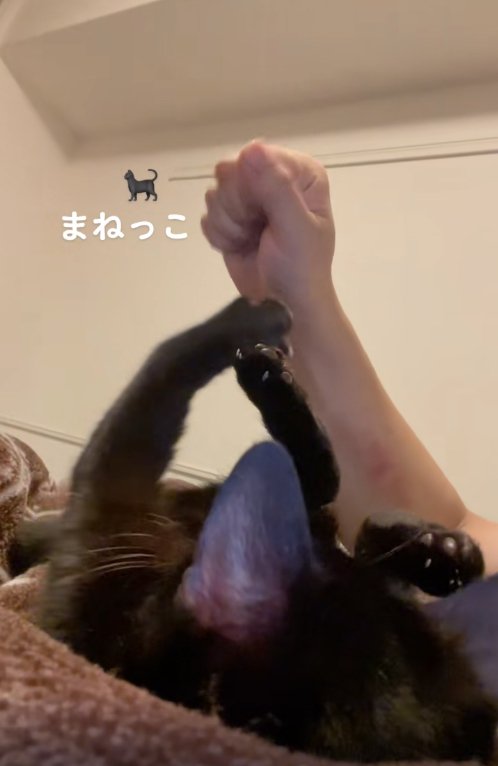飼い主に向かって左前足を伸ばしている猫とグーにした飼い主の手