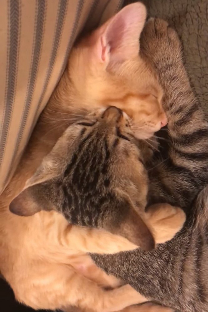 寝ている茶トラ猫