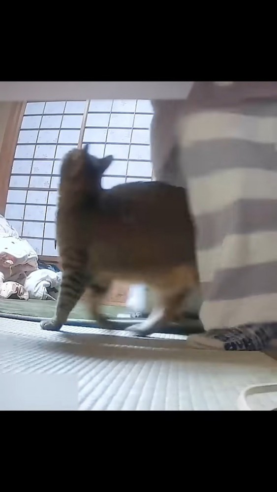 ママの足の間を歩くサビ猫