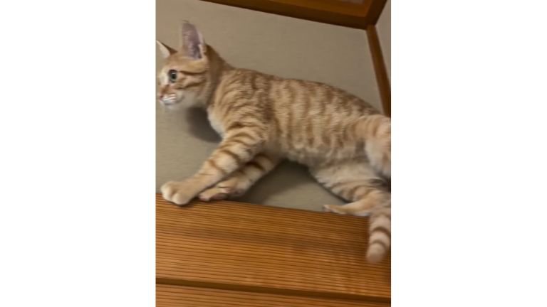 天井近くにいる猫
