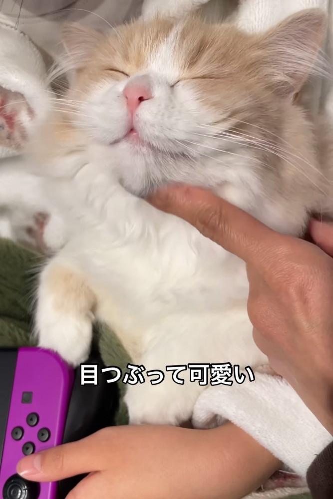目を閉じる猫