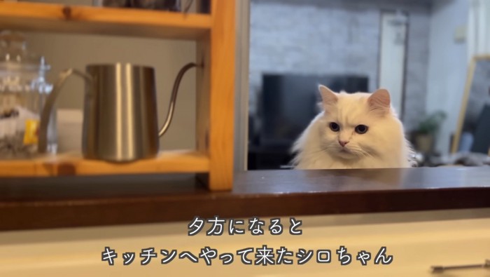 キッチンへ来たシロちゃん