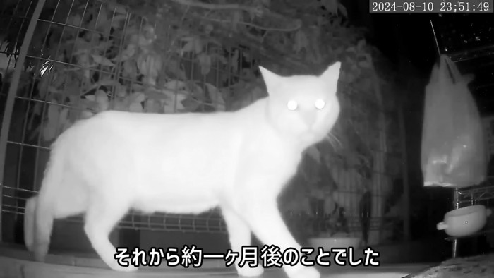 立っている野良猫