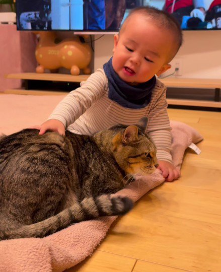 猫をなでる赤ちゃん