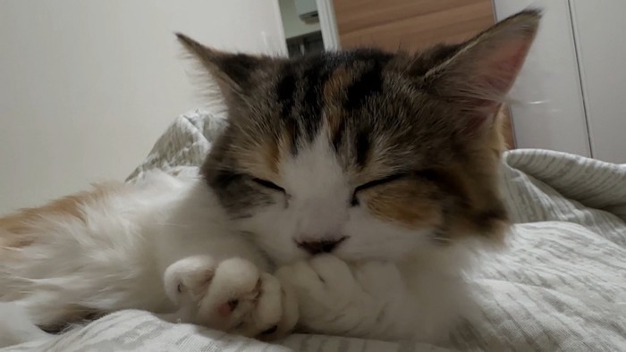 ふみふみタイム中の猫さん