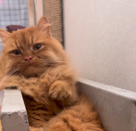 溝に座る猫