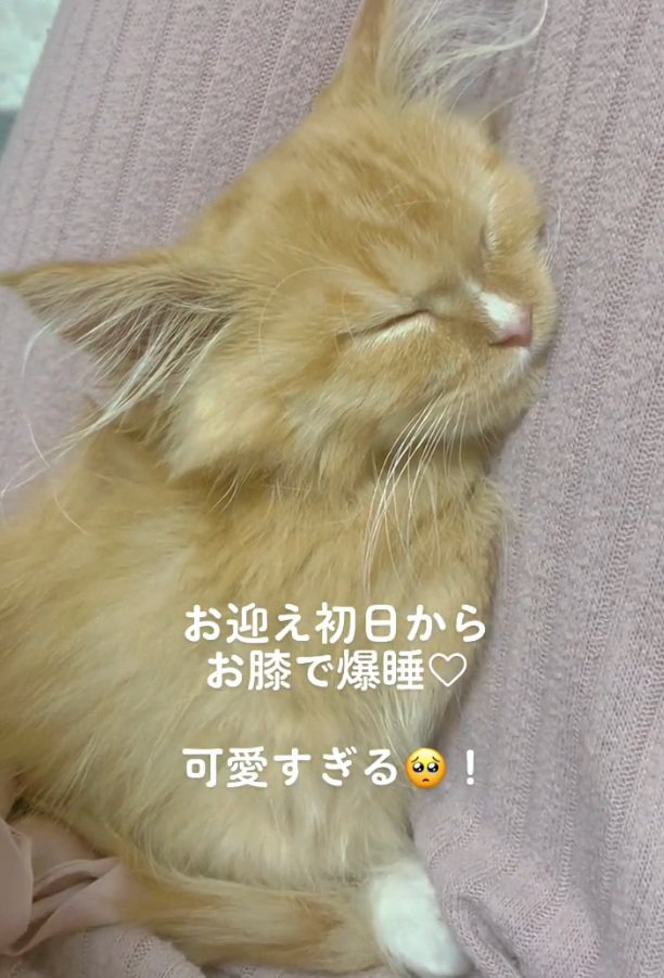 眠る猫