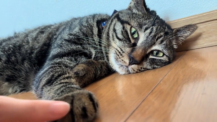 横になる猫の前足を触る人の指