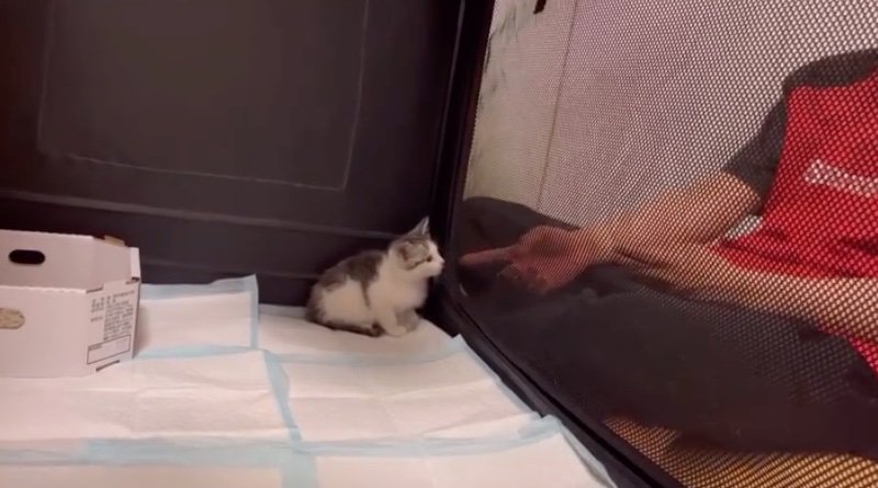 少し顔を近づける子猫