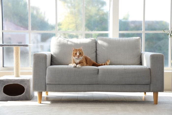 ソファから鳴く猫