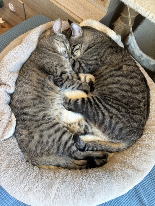 向かい合って寝る猫