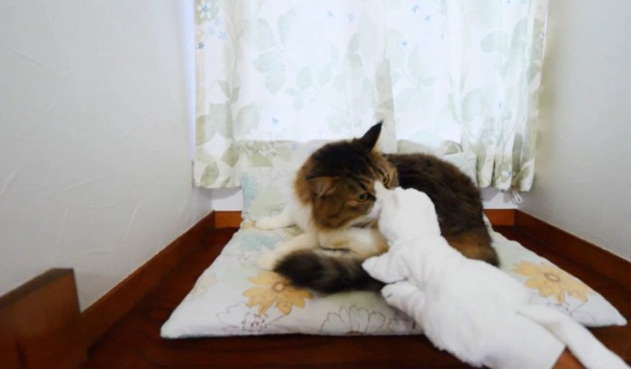 匂いを嗅ぐ猫