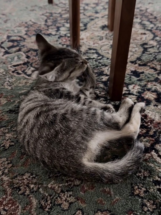 前足をなめる猫