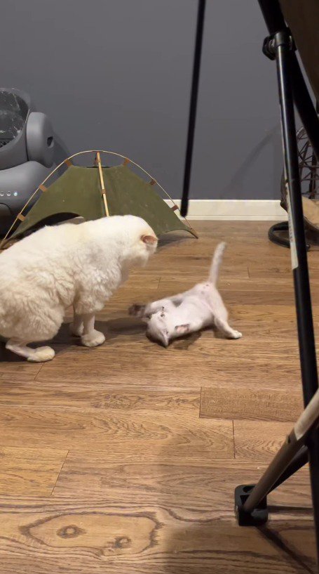 お腹を出して仰向けになる子猫