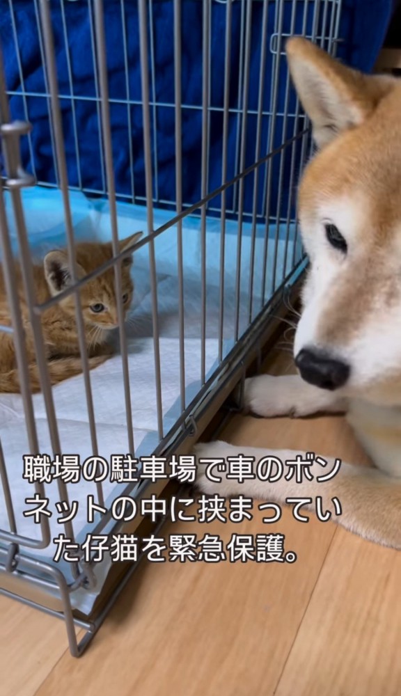 ケージ越しの子猫とこちらに顔を向ける柴犬