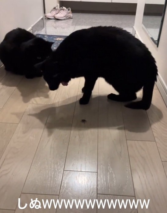 臭そうな表情になる黒猫