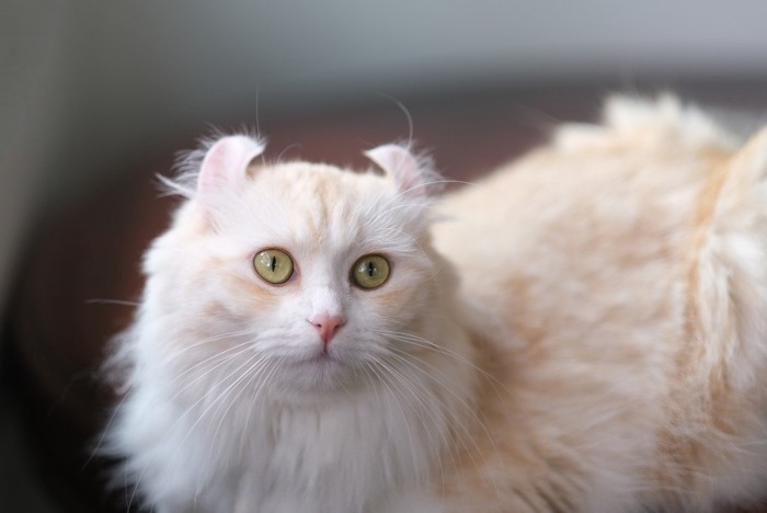 長毛のアメリカンカール