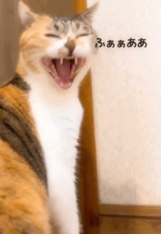 カメラ目線であくびをするねねちゃん