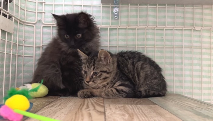 猫じゃらしを見つめるふたり