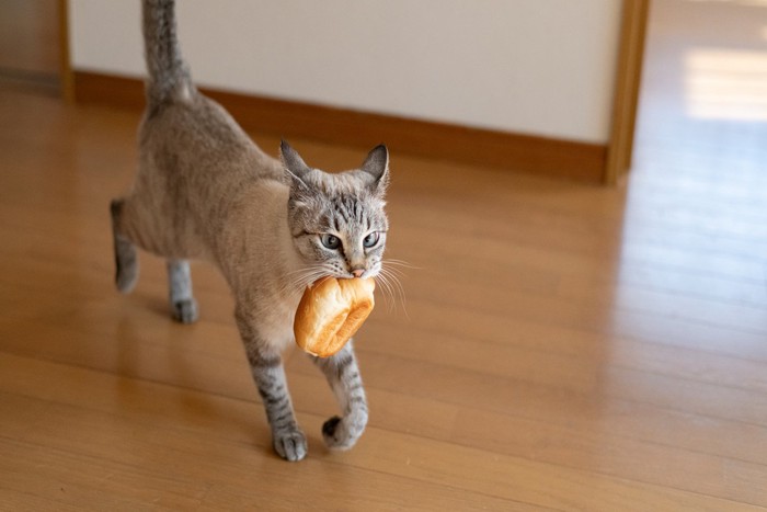パンをくわえて歩く猫