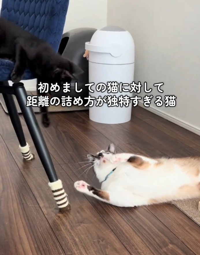 手を出し合う2匹の猫