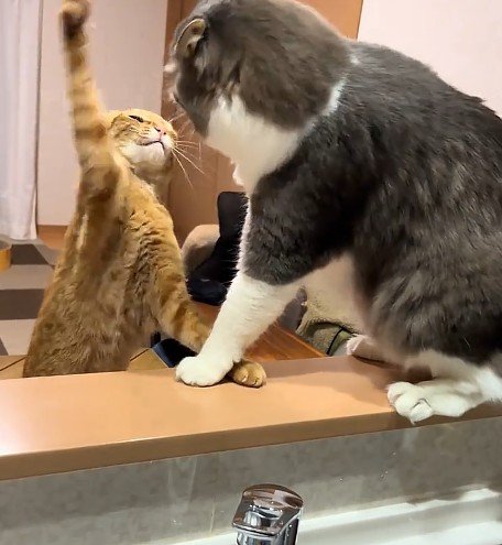 ケンカをする2匹の猫