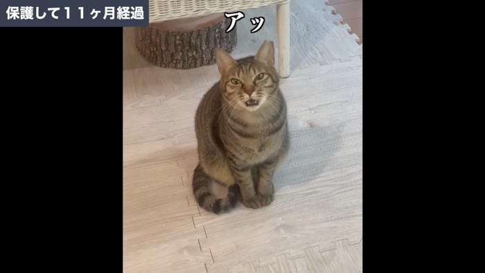 保護して11ヶ月