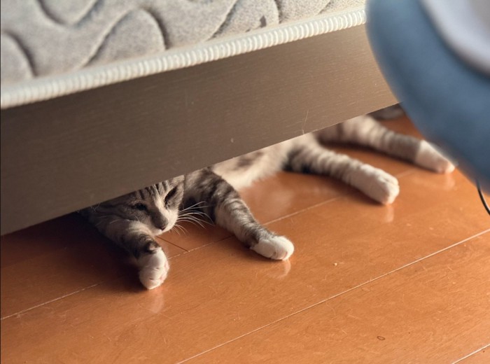 ベッド下に猫