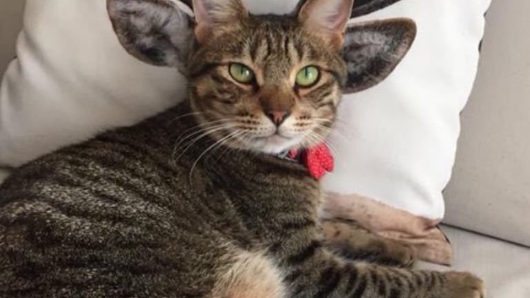 ソファーにいる猫